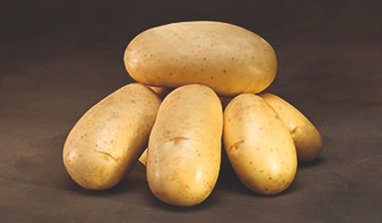 Potato holland New Harvest