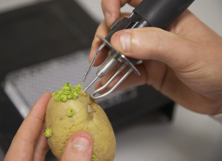 Identification of new potato varieties