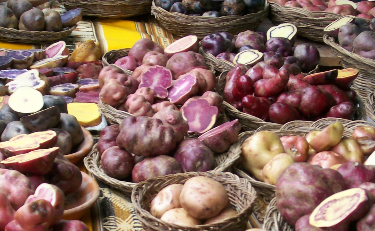 Analyzing the genes of ancient potatoes helps to improve